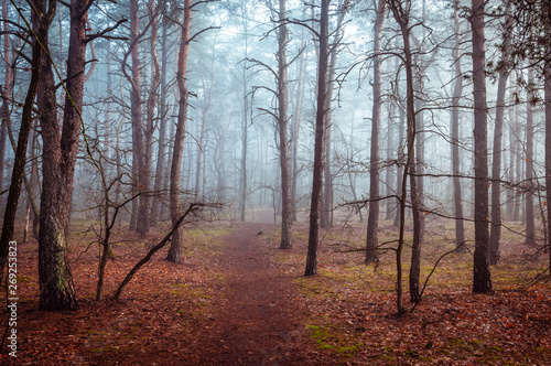 A path leads through a mysterious, misty forest.