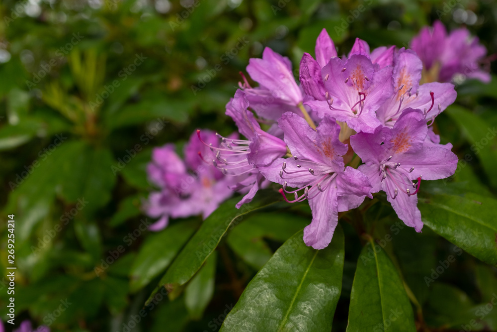 Beautiful bright pink Rhododendron bush in full bloom close up showing the intricate detail of the flower, nobody in the image Beautiful bright pink Rhododendron bush in full bloom close up showing the intricate detail of the flower, nobody in the image