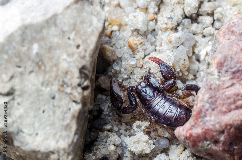 Scorpion creeps on the sand close up Scorpion creeps on the sand close up