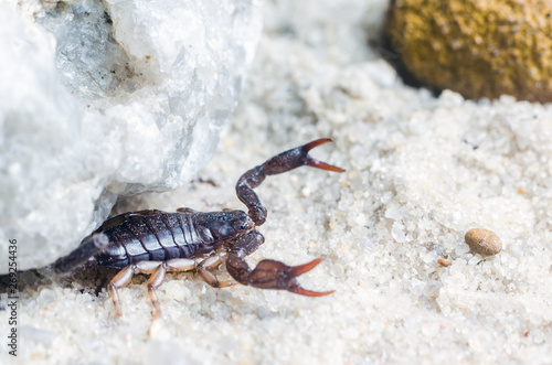 Scorpio hiding under a stone, close up