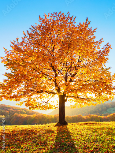 On the lawn covered with leaves at the high mountains there is a lonely nice lush strong tree and the sun rays lights through the branches with the background of blue sky. Beautiful autumn scenery.