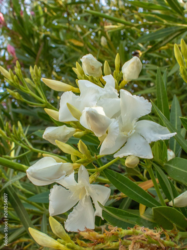 White Nerium Oleander Buds Flowering in Green Leaves