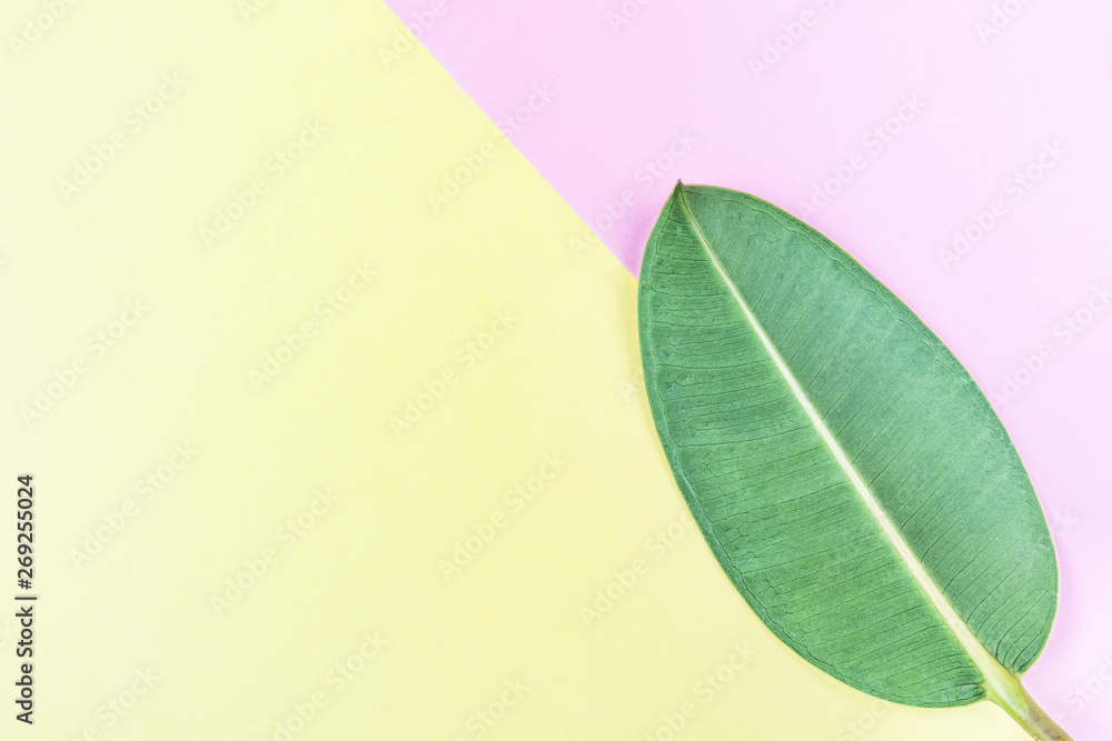 Fototapeta premium Ficus leaf on pink-yellow. Summer bright colors. Natural background, minimalism, geometry, flat lay, top view, design. Summer trend. Copy space.