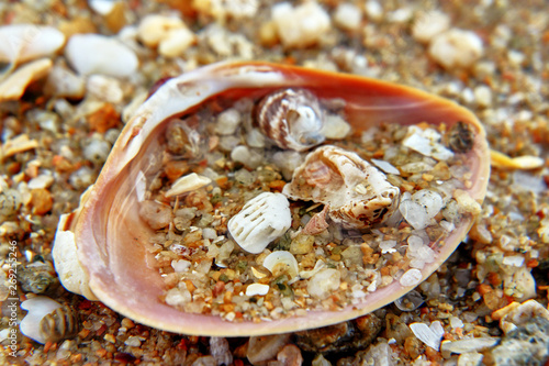 Shells with stones