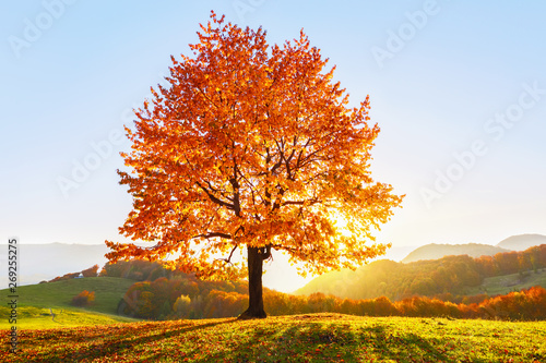 Na trawniku porośniętym liśćmi w wysokich górach jest samotne ładne, bujne, silne drzewo, a promienie słoneczne świecą przez gałęzie na tle niebieskiego nieba. Piękna jesienna sceneria.