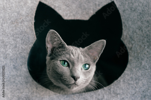 Home lifestyle portrait of purebreed russian blue cat. Adorable funny little kitten with surprised muzzle looking out from its cat house. Blue eyed lovely pussycat relaxing at kennel. photo