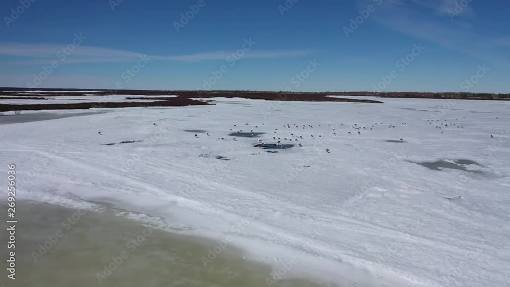 Siberian Black-backed Gull in spring among the tundra on the Yamal Peninsula Siberian Black-backed Gull in spring among the tundra on the Yamal Peninsula
