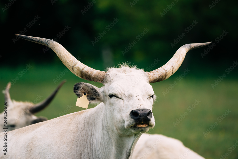 Fototapeta premium Hungarian grey cattle on pasture