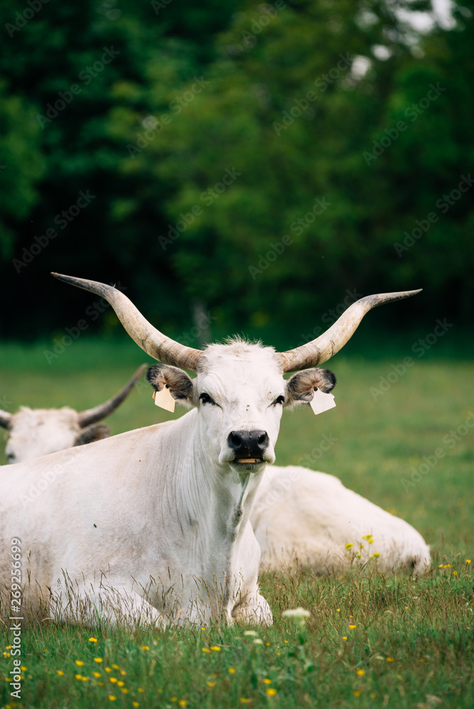 Obraz premium Hungarian grey cattle on pasture