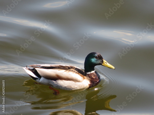 duck floating in the water of the bay