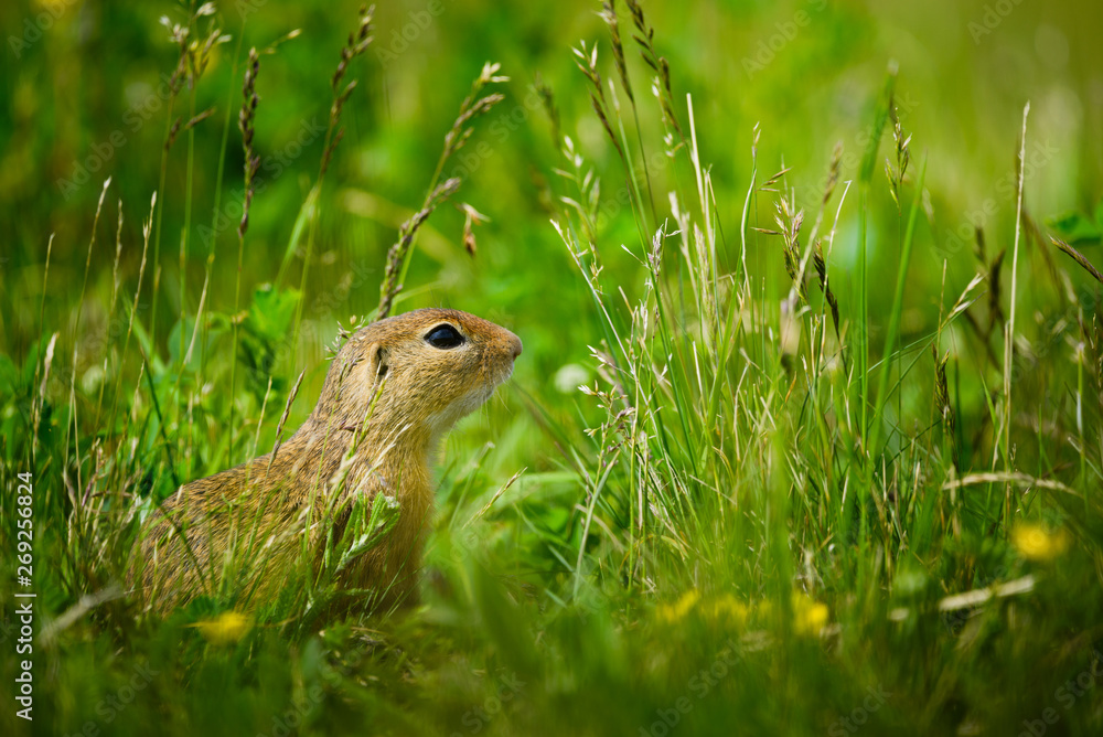 European ground squirrel / Spermophilus citellus European ground squirrel / Spermophilus citellus
