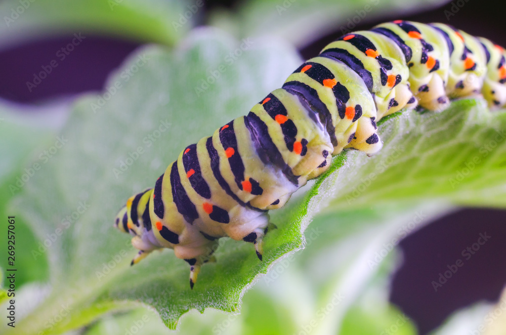 Caterpillar of the Machaon crawling on green leaves, close-up