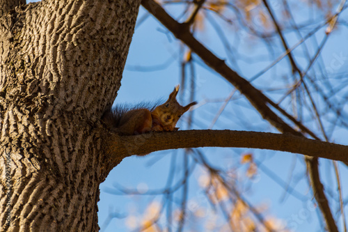 Cute squirrel on the tree in park