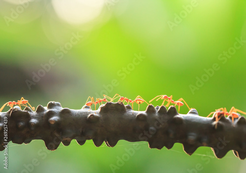 A colony of Green Ants having a conversation on a vine. Fototapet