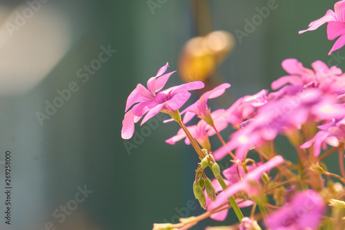 Beautiful pink flower with lovely background