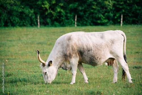 Hungarian grey cattle on pasture