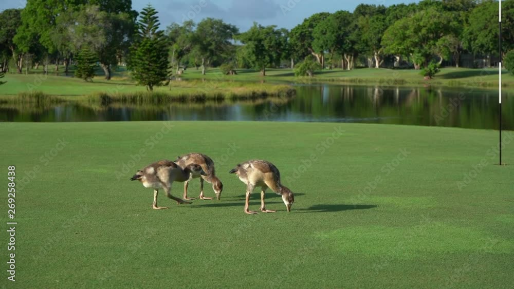 Los patos están comiendo en el green de un campo de golf. Los patos están comiendo en el green de un campo de golf.