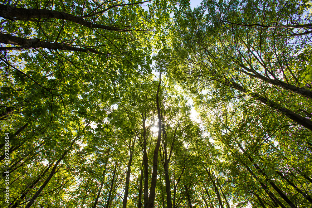 Fototapeta premium green forest in spring time