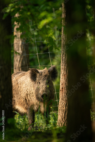 Wild boar in the forest