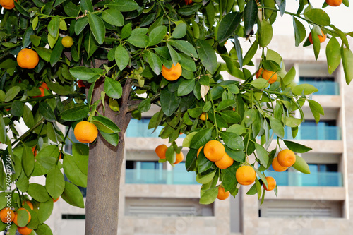 Mandarin fruits on the tree, mandarin tree