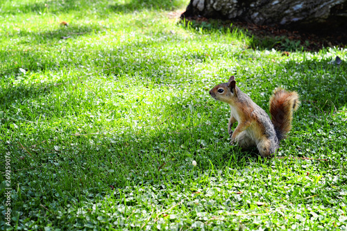 A red squirrel (Sciurus vulgaris), Eurasian red sguirrel sitting ion the grass