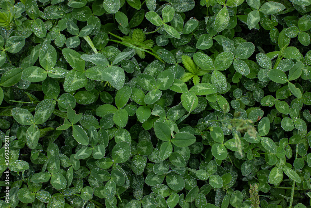 Clover field with water drops in Copenhagen Clover field with water drops in Copenhagen