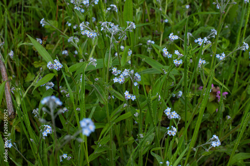 baby blue flowers in grass at amager f  lled in copenhagen