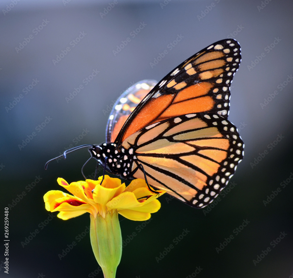 Naklejka premium Monarch Butterfly (Danaus Plexippus)
