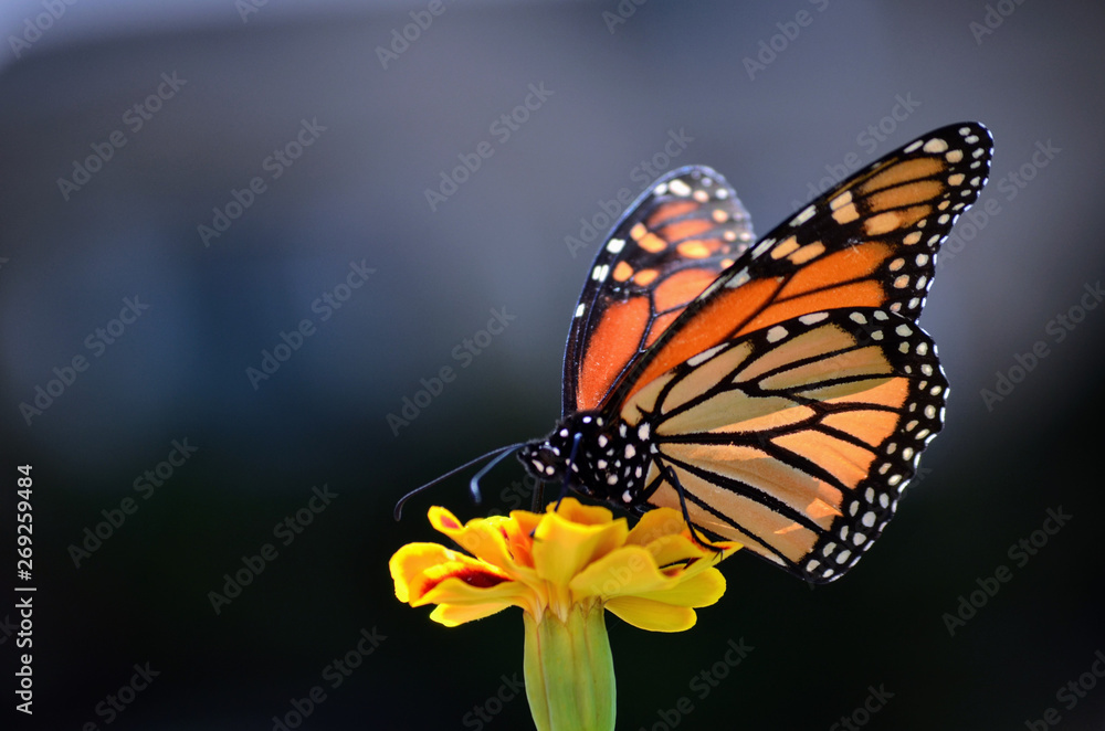 Obraz premium Monarch Butterfly (Danaus Plexippus)