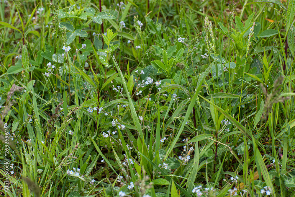 green grass with water drops green grass with water drops