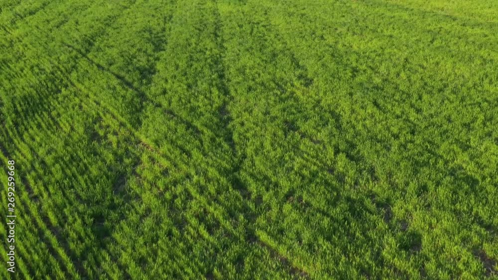 Video from a drone of a green field in the setting sun Video from a drone of a green field in the setting sun