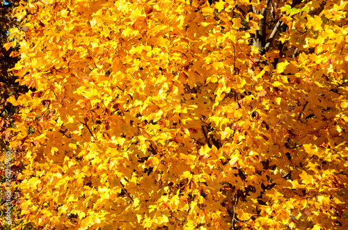 Brilliant Bright Colored Autumn Foliage