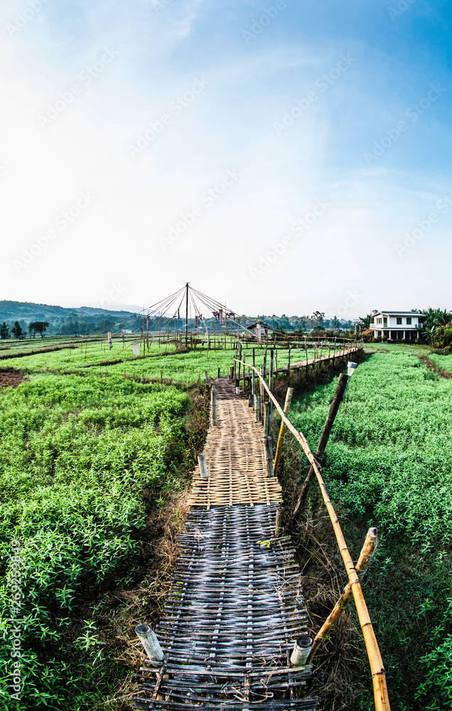 Summer landscape bamboo walkway field and clouds