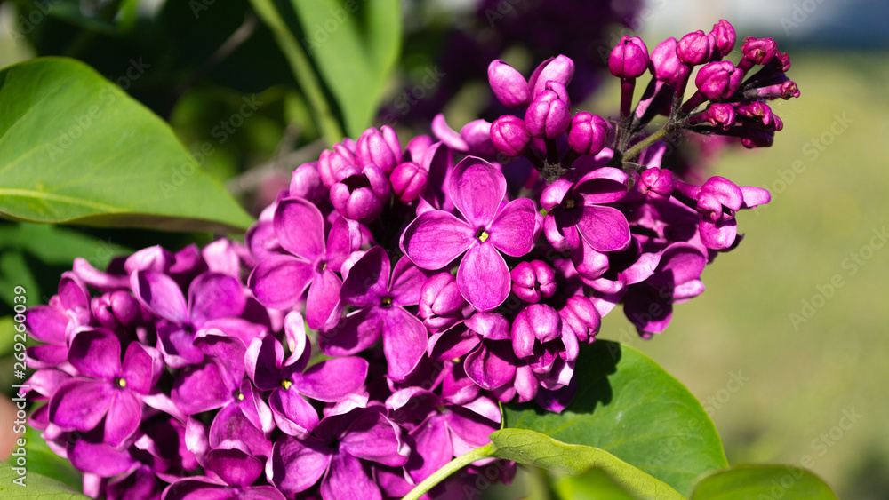 lilac beautiful flower lilac beautiful flower