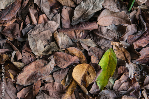 Creative layout made of leaves nature background