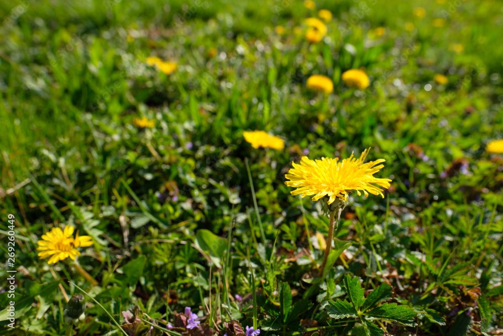 Gelbe Blüte Löwenzahn Blumenwiese Gelbe Blüte Löwenzahn Blumenwiese