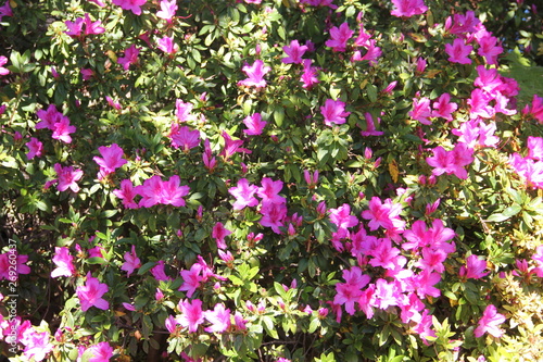 Botanical Garden Madeira