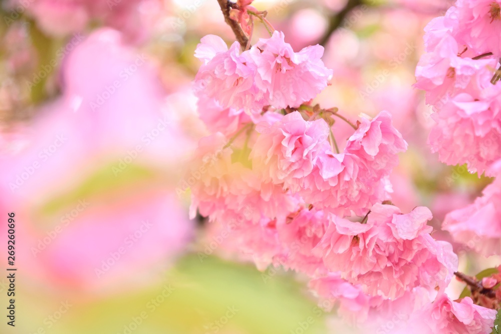 Pink sakura flowers, close up, with rain drops on the petals and blurred flower on front. Spring blooming background. Cherry blooming tree. Beautiful pink flowers with green leaves and drops of water 