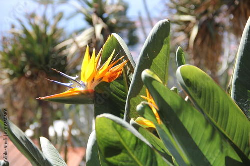 Botanical Garden Madeira