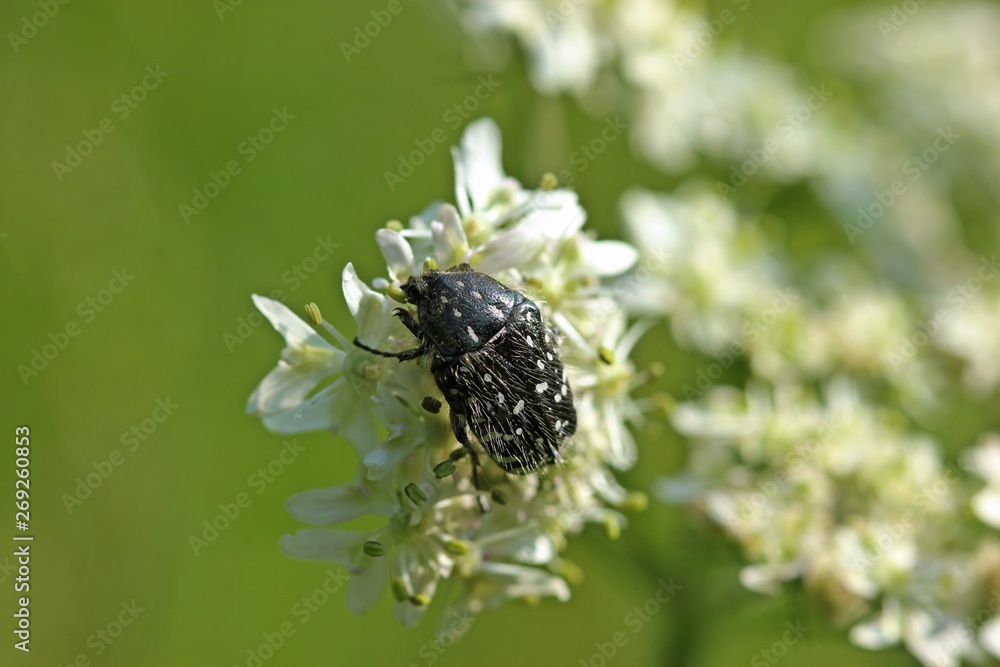 Trauer-Rosenkäfer (Oxythyrea funesta) auf Wiesen-Bärenklau (Heracleum sphondylium) Trauer-Rosenkäfer (Oxythyrea funesta) auf Wiesen-Bärenklau (Heracleum sphondylium)