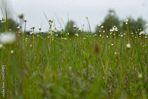 Billede på lærred grassfield