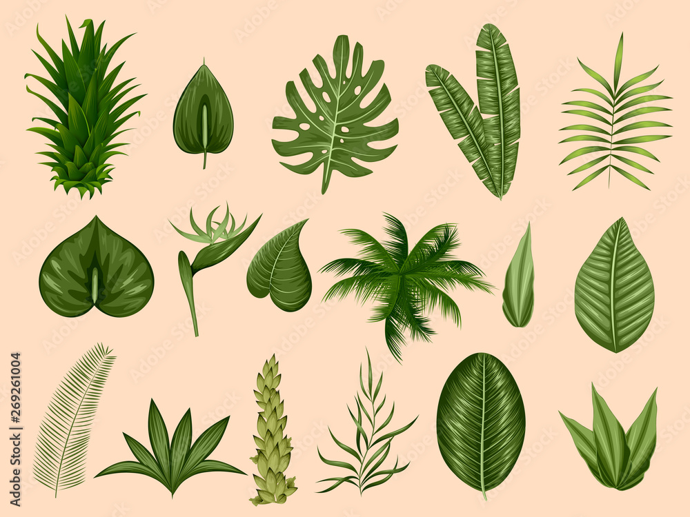 illustration of different tropical leaf for Summer time poster wallpaper for fun party invitation banner template illustration of different tropical leaf for Summer time poster wallpaper for fun party invitation banner template