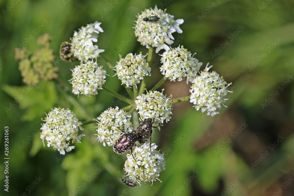 Trauer-Rosenkäfer (Oxythyrea funesta) und Zweifleckige Zipfelkäfer (Malachius bipustulatus) auf Wiesen-Bärenklau (Heracleum sphondylium) Trauer-Rosenkäfer (Oxythyrea funesta) und Zweifleckige Zipfelkäfer (Malachius bipustulatus) auf Wiesen-Bärenklau (Heracleum sphondylium)
