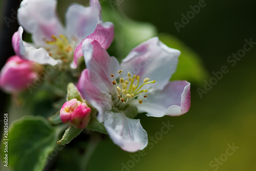 Apple color large. A beautiful Apple blossom blossomed on a Sunny spring day.
