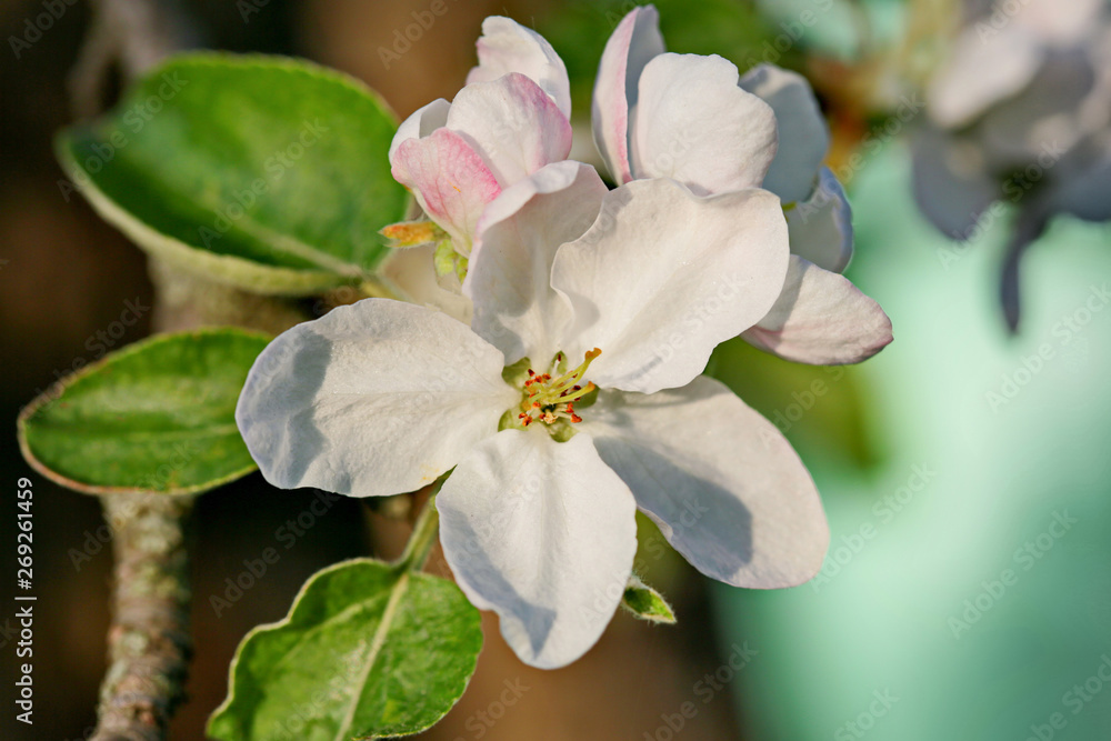 Obraz premium Beautiful fragrant flowers of Apple trees are illuminated by the bright spring sun.