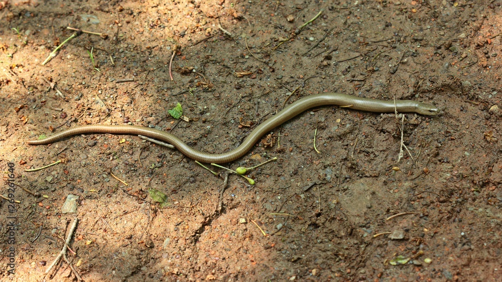 Blindschleiche (Anguis fragilis) auf Waldweg