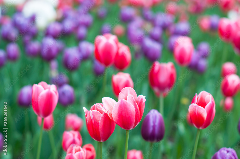 A tulips field in the sunny spring day