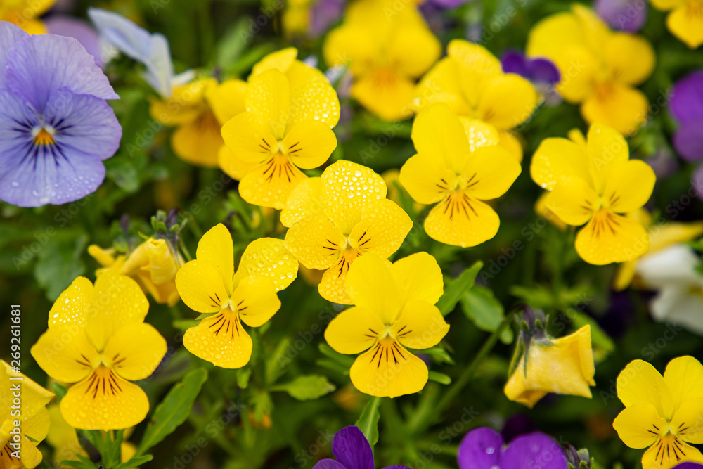 Obraz premium Yellow flower in the summer