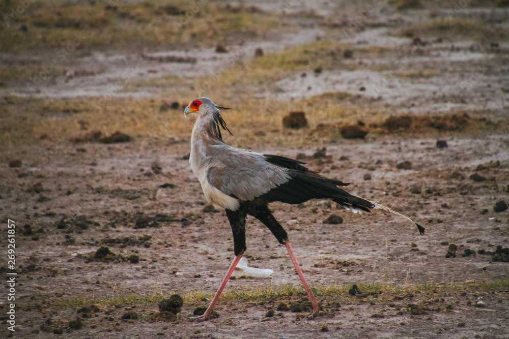 Obraz premium snake eater 