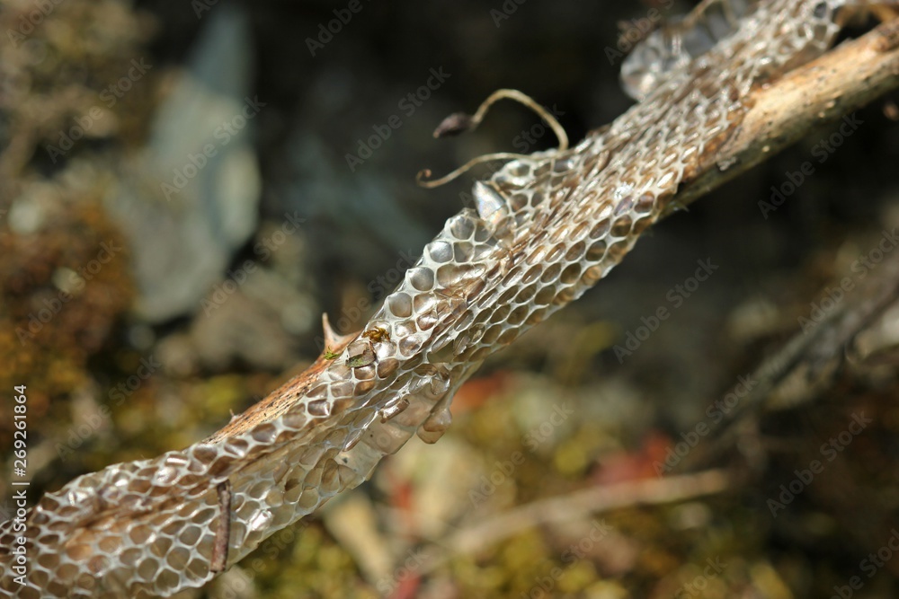 Natternhemd einer Ringelnatter (Natrix natrix) Natternhemd einer Ringelnatter (Natrix natrix)